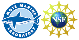The collection's logo